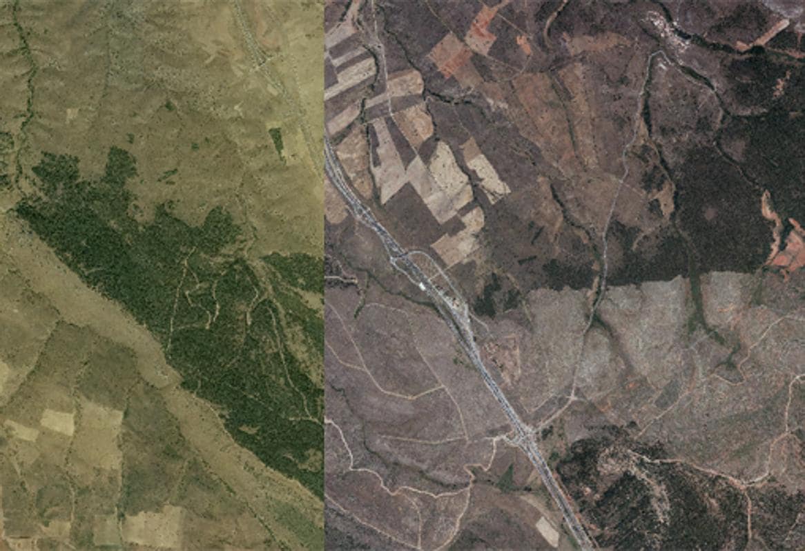 Antes y después de un incendio: el bosque perdido y el bosque por recuperar