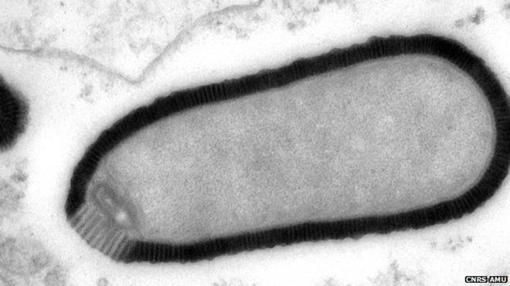 Pithovirus sibericum