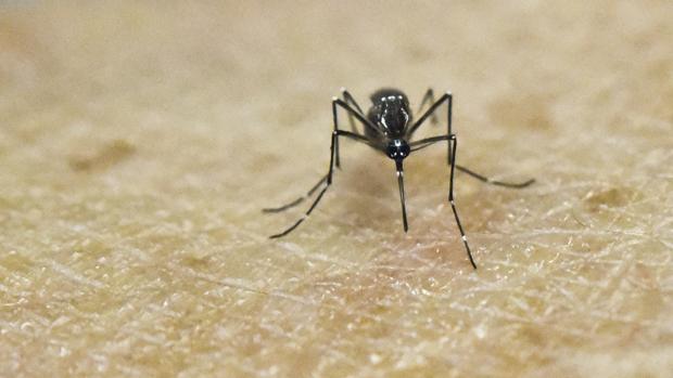 El mosquito causante del zika, Aedes Aegypti, posado en piel humana