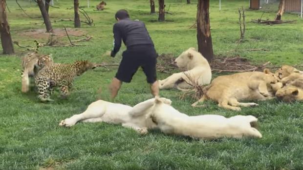 El estremecedor vídeo de YouTube en el que un tigre impide que su cuidador sea atacado por un leopardo