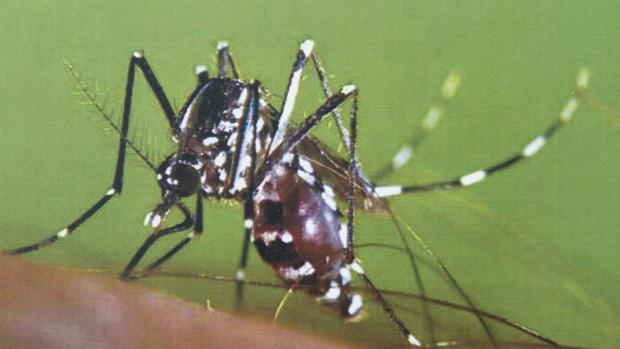 El mosquito tigre es uno de los vectores que pueden transmitir la infección