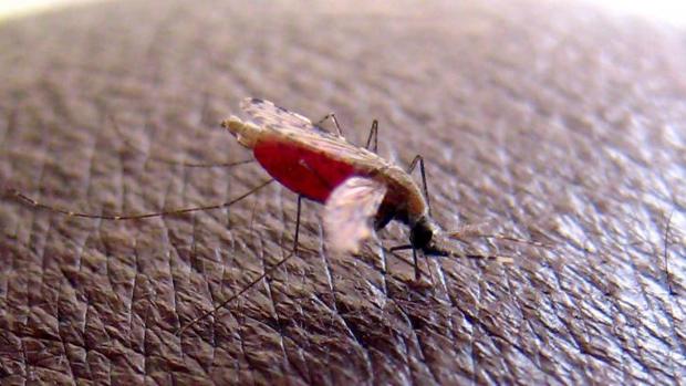 El mosquito "Anopheles gambiae" que transmite el parásito que causa malaria