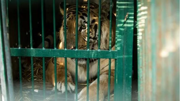 Laziz, el tigre de Bengala rescatado