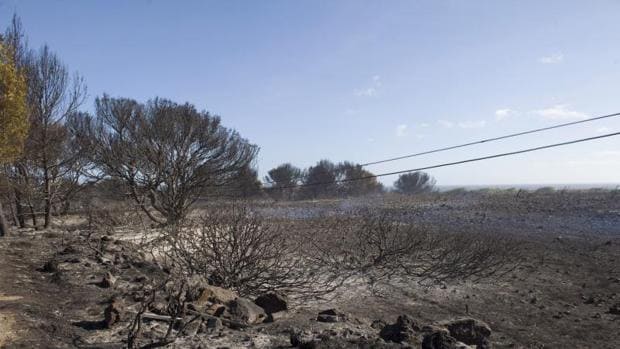 Zona calcinada por el incendio forestal acaecido en el norte de Menorca
