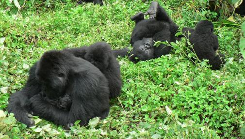 Gorilas en el Parque Nacional de las Montañas de Virunga