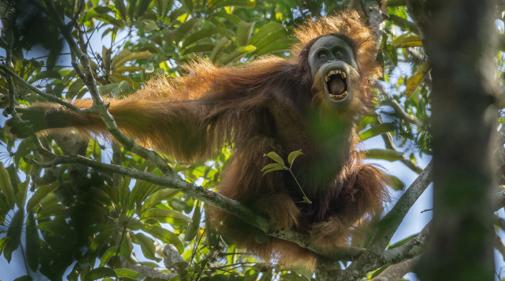 La imagen muestra un orangután de Sumatra en el parque forestal Batang Toru, en Sumatra del Norte, Indonesia