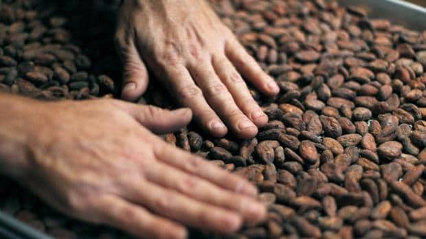 Semillas de cacao