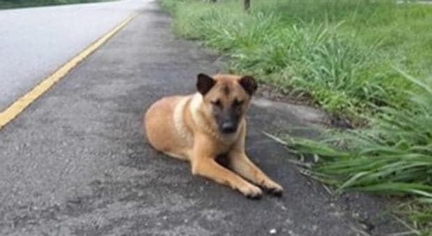 Un perro abandonado muere atropellado tras a esperar a su dueño durante un año
