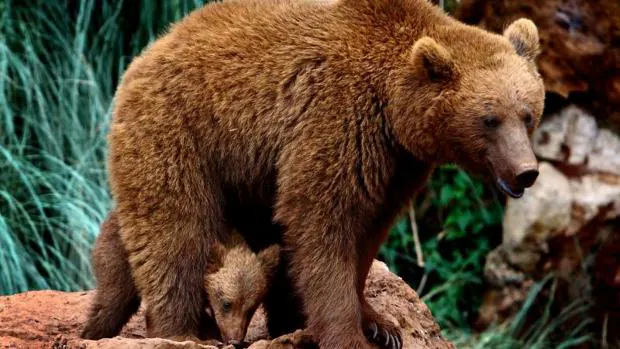 La asociación pide a la Administración regional de Asturias que no retire los cadávares de otros animales de la zona, ya que también sirven como alimento para los osos pardos