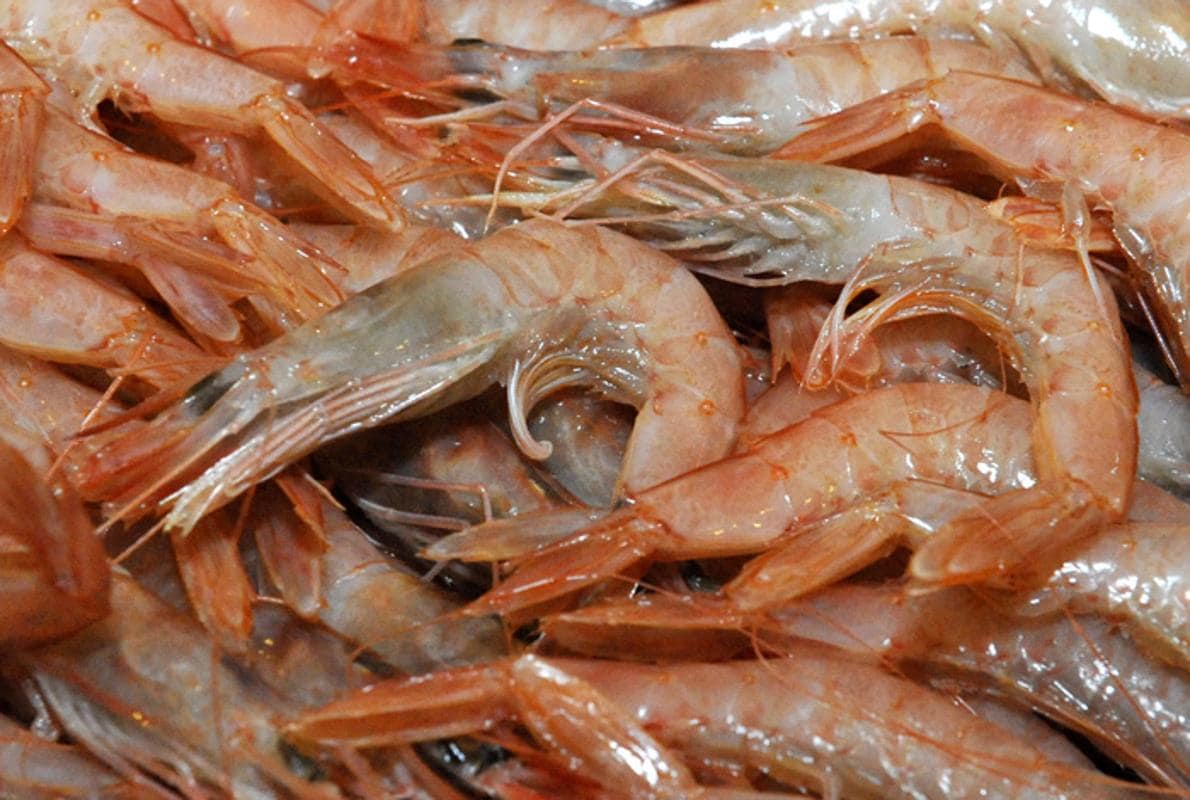 Bruselas pretende asestar el golpe de gracia a la pesca del camarón en el Mediterráneo