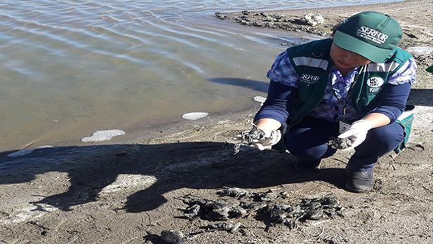 ¿Por qué desaparecen las ranas en el lago más famoso de Sudamérica?