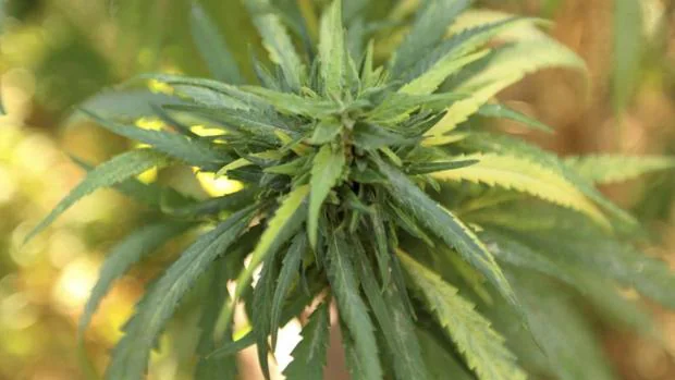 Baleares aprueba estudiar el posible uso terapéutico del cannabis