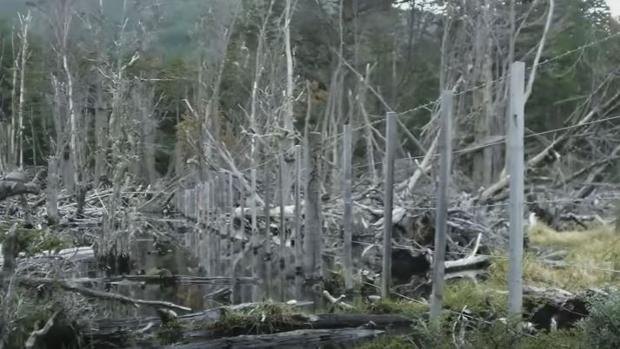 Así quedan los árboles en Tierra del Fuego tras el paso de los castores