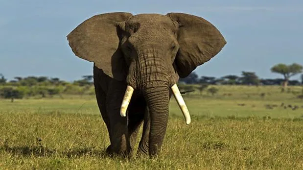 Gabón es la «residencia» todavía de unos 45.000 elefantes
