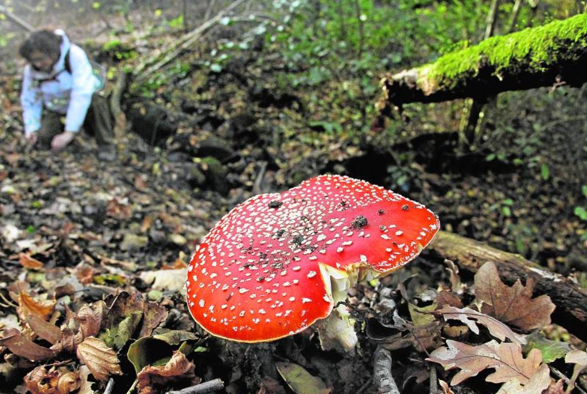 En España hay casi una veintena de especies tóxicas, como la Amanita muscaria