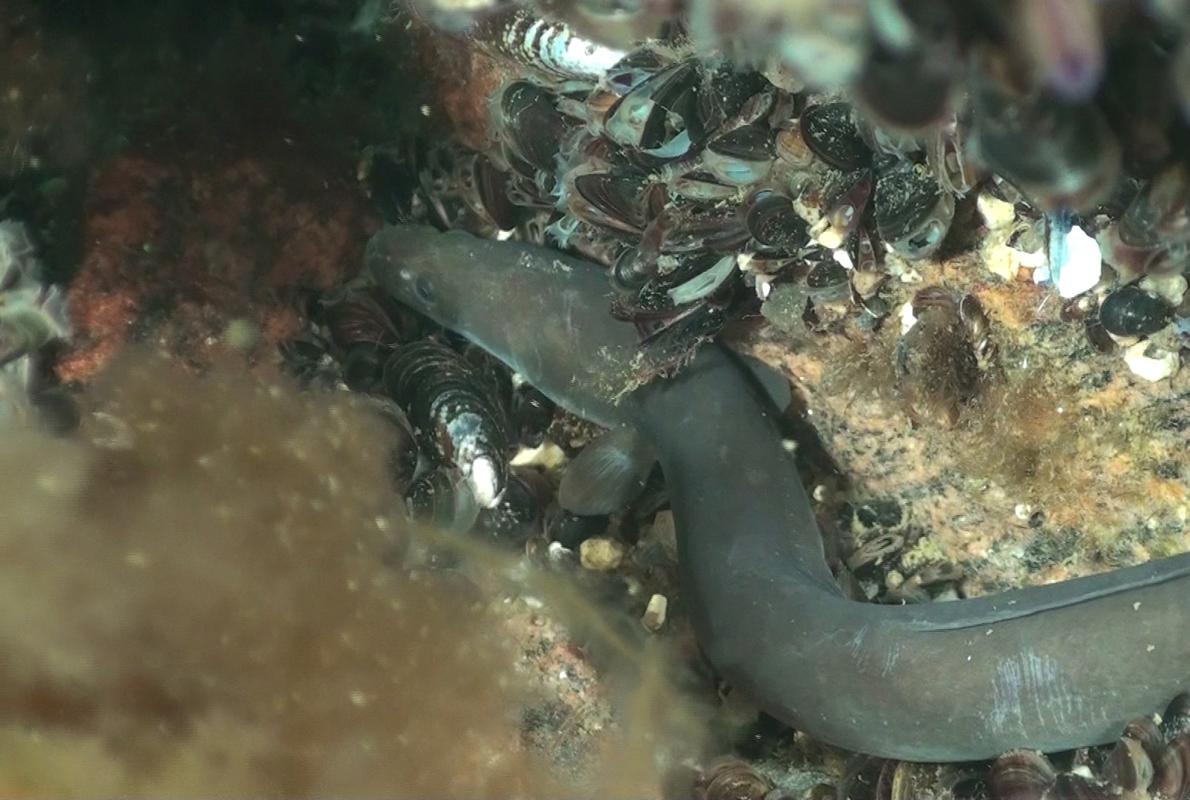 Un ejemplar de anguila en el fondo del mar