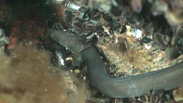 Los científicos revelan el misterio de las migraciones de las anguilas, el manjar más caro de nuestros ríos