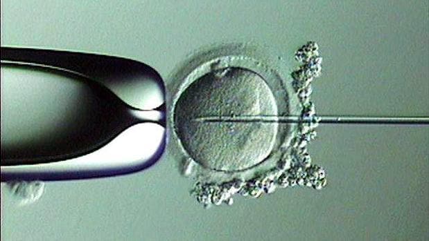 La fecundación de los óvulos de 26 mujeres podría haber sido con el espermatozoide de otro hombre que no es el padre previsto