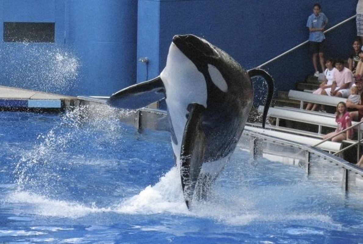 Imagen de archivo de Tilikum durante un espectáculo en SeaWorld