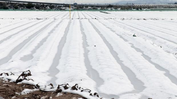Campo de lechugas cubierto con un plastico para evitar las heladas, en Totana (Murcia), tras la intensa nevada caída sobre la comarca del río Guadalentín