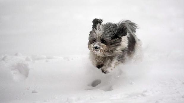 Cómo proteger a nuestros perros de la ola de frío polar