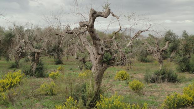 El «ébola de olivar» llega a España y se extiende por las Islas Baleares