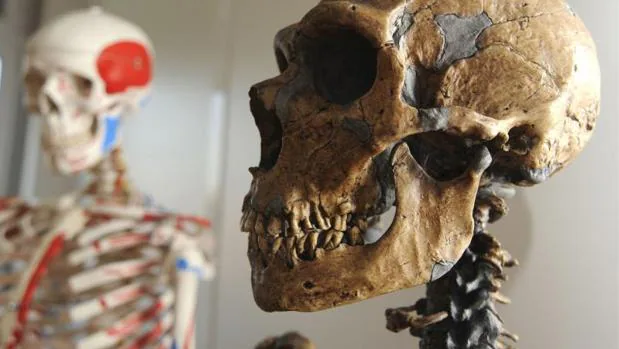 Cráneode neandertal utilizado por un equipo internacional de investigadores,con participación española, que descifró el primer borrador del genoma del neandertal, que revela que el Homo sapiens euroasiático comparte del 1 al 4 por ciento de su ADN con los neandertales