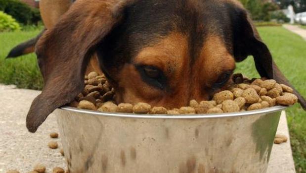 Los atracones de comida también pueden originar problemas digestivos en las mascotas