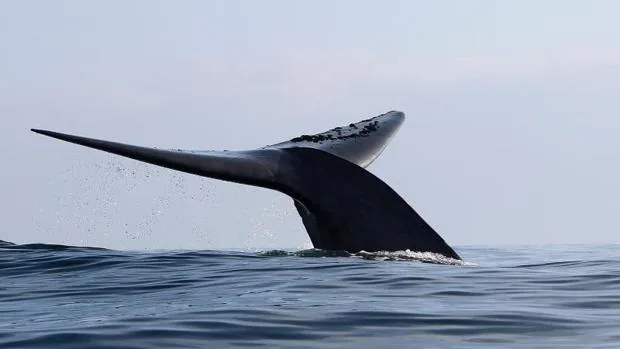 Fotografía del 17 de febrero de 2017 durante el avistamiento de una ballena en Chañaral de Aceituno (Chile)