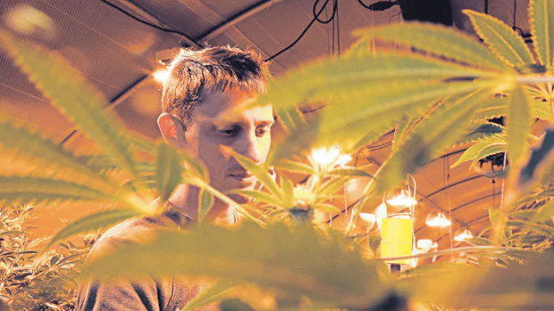 Sam Edwards, de la empresa Sonoma Cannabis Co, en su plantación de marihuana