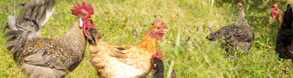 Gallinas alimentadas no en cautividad