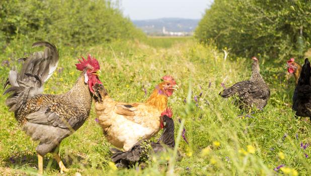 El Corte Inglés dejará de vender poco a poco huevos de gallinas enjauladas