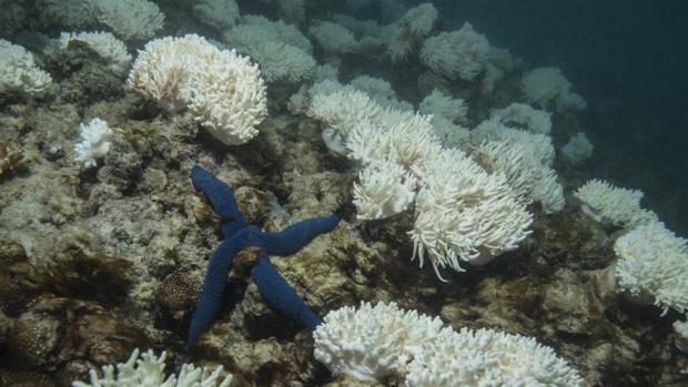 Fotografía facilitada por Catlin Seaview Survey ,el 8 de junio de 2016, que muestra el blanqueo de corales a consecuencia de la emisión de gases de efecto invernadero en la isla Lizard, en la Gran Barrera,