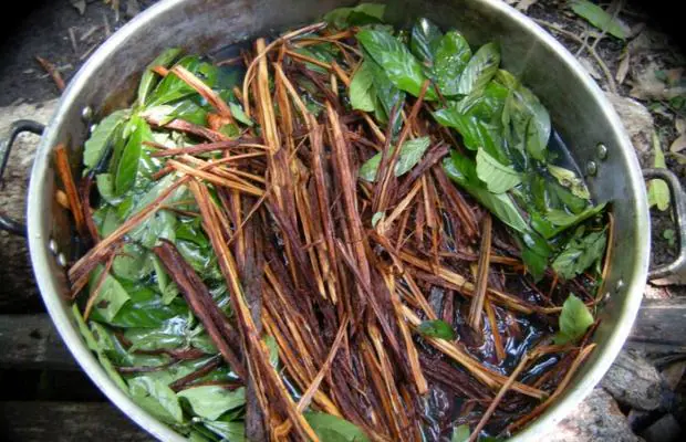 Plantas con las que se cocina la ayahuasca o yagé