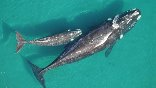 El mortífero juego de la «Ballena Azul» que atemoriza Brasil