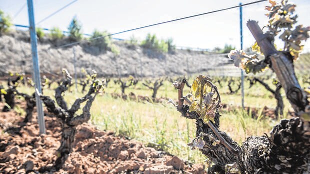 Los bruscos descensos de temperaturas en la Ribera del Duero tienen en jaque a bodegueros y viticultores