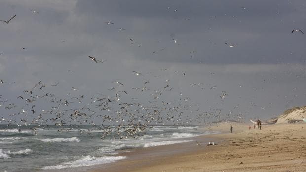 La playa de Mira, de unos tres kilómetros y medio situada en la zona central del Atlántico portugués