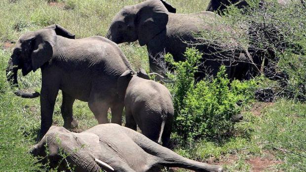 Un grupo de elefantes en el parque nacional de Kruger, en Sudáfrica