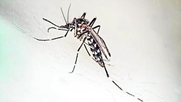 El mosquito tigre es transmisor del zika