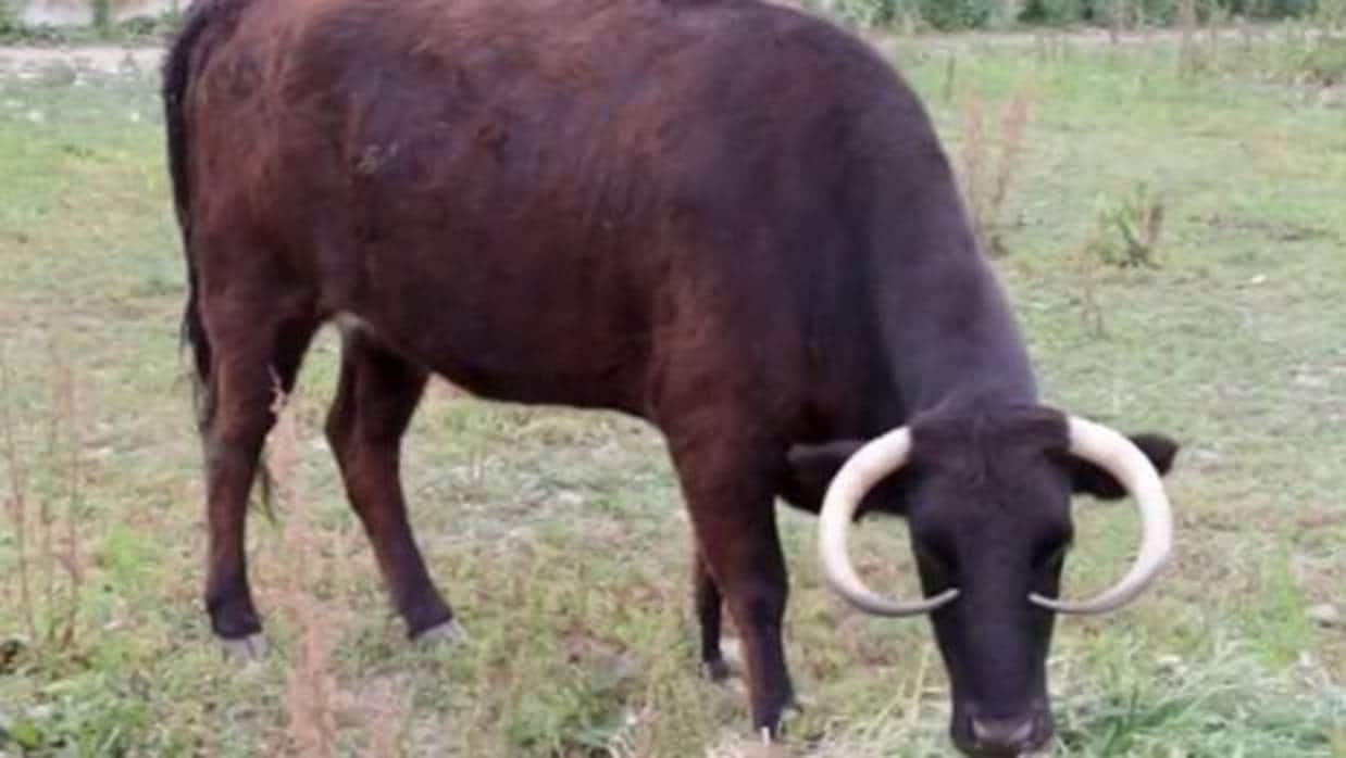 Margarita es una vaca nacida hace cuatro años en una granja de toros de lidia