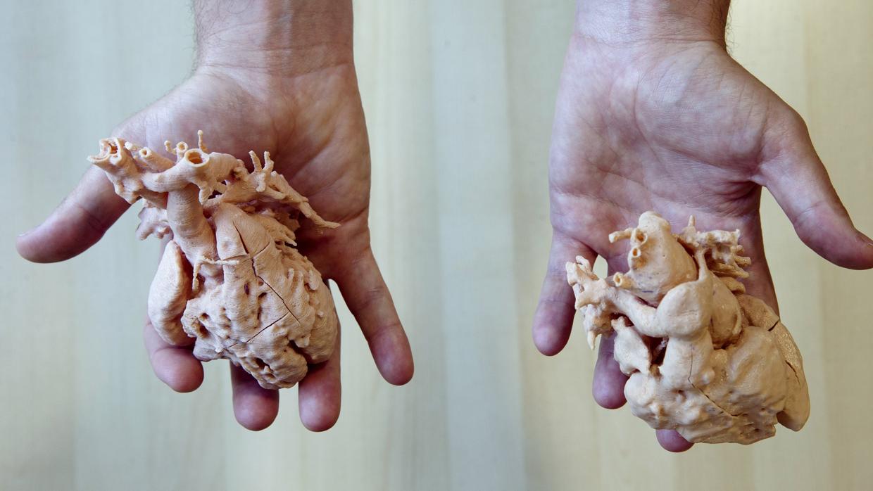 Dos corazones impresos a tamaño real por una impresora 3D