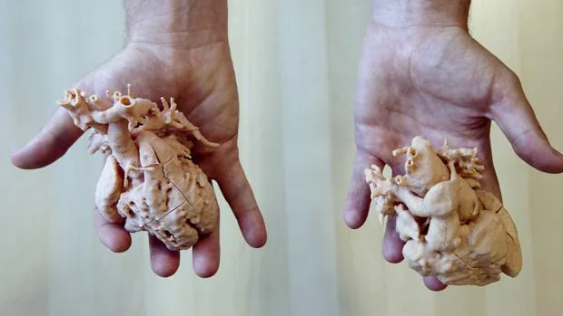 Dos corazones impresos a tamaño real por una impresora 3D