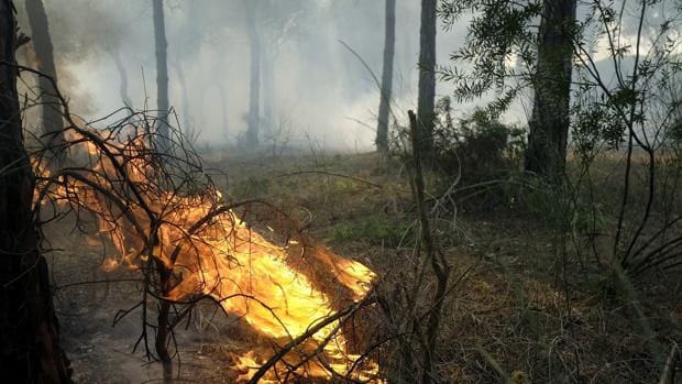 Llamas en los alrededores de Mazagón, en Huelva, en el incendio declarado en el término municipal de Moguer