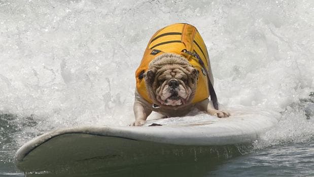 Un perro que participa en un concurso de surf para perros