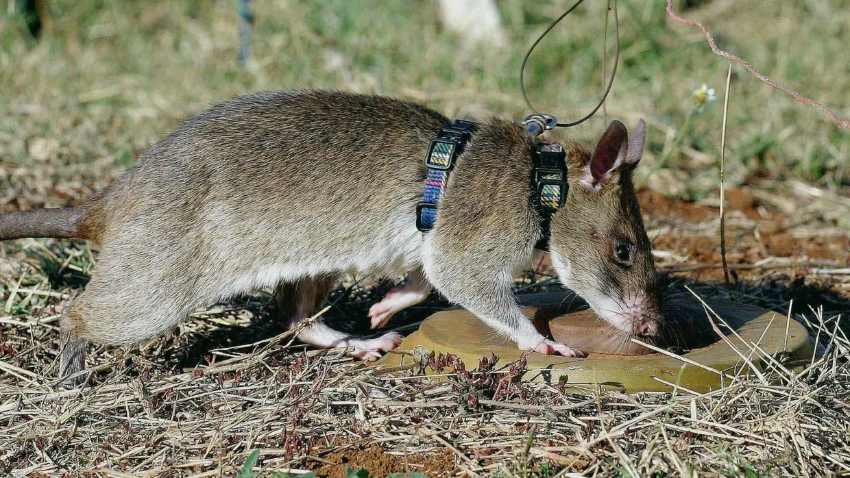 El parásito está presente en ratas o caracoles