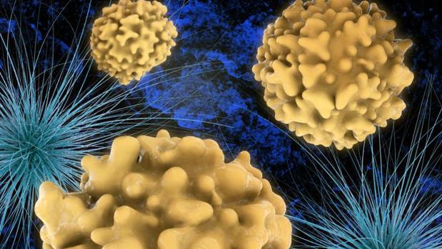 Descubren que la vacuna contra la meningitis B podría ser efectiva contra la gonorrea