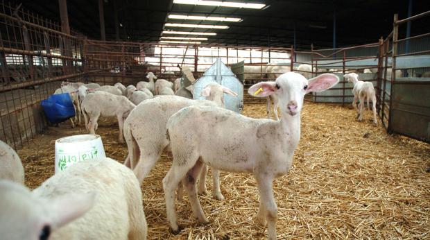 Polémica en Melilla por la entrada de reses desde Marruecos