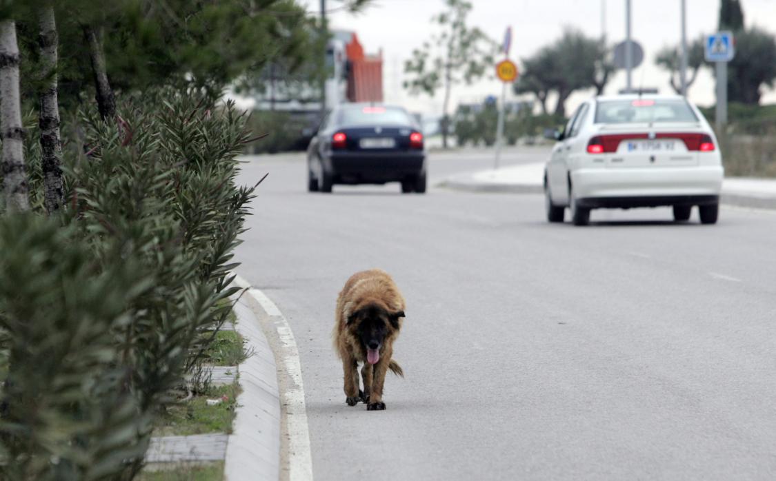 Un perro vagando por la carretera