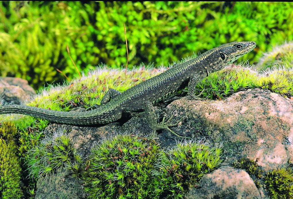 Lagarto en su espacio natural