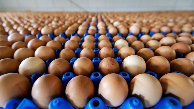 Los huevos contaminados con fipronil se extienden